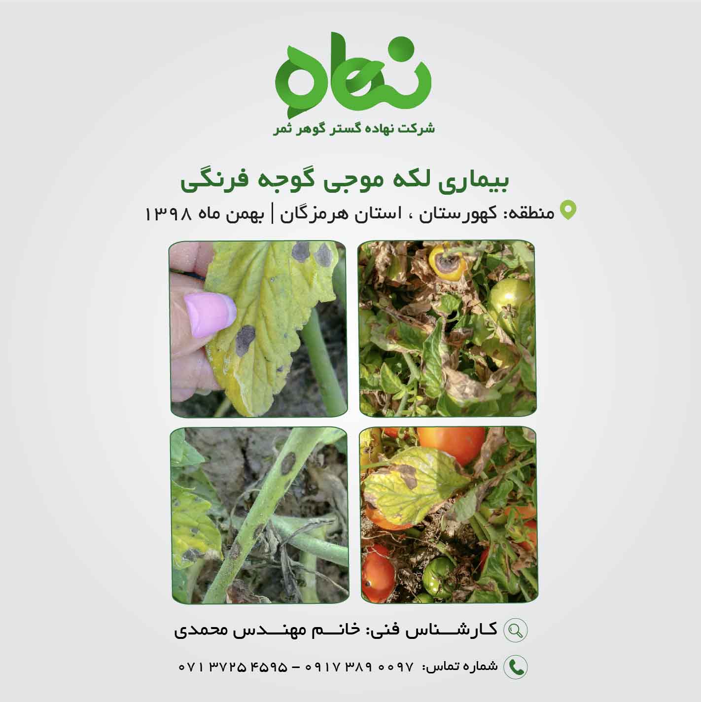 بیماری لکه موجی گوجه فرنگی
